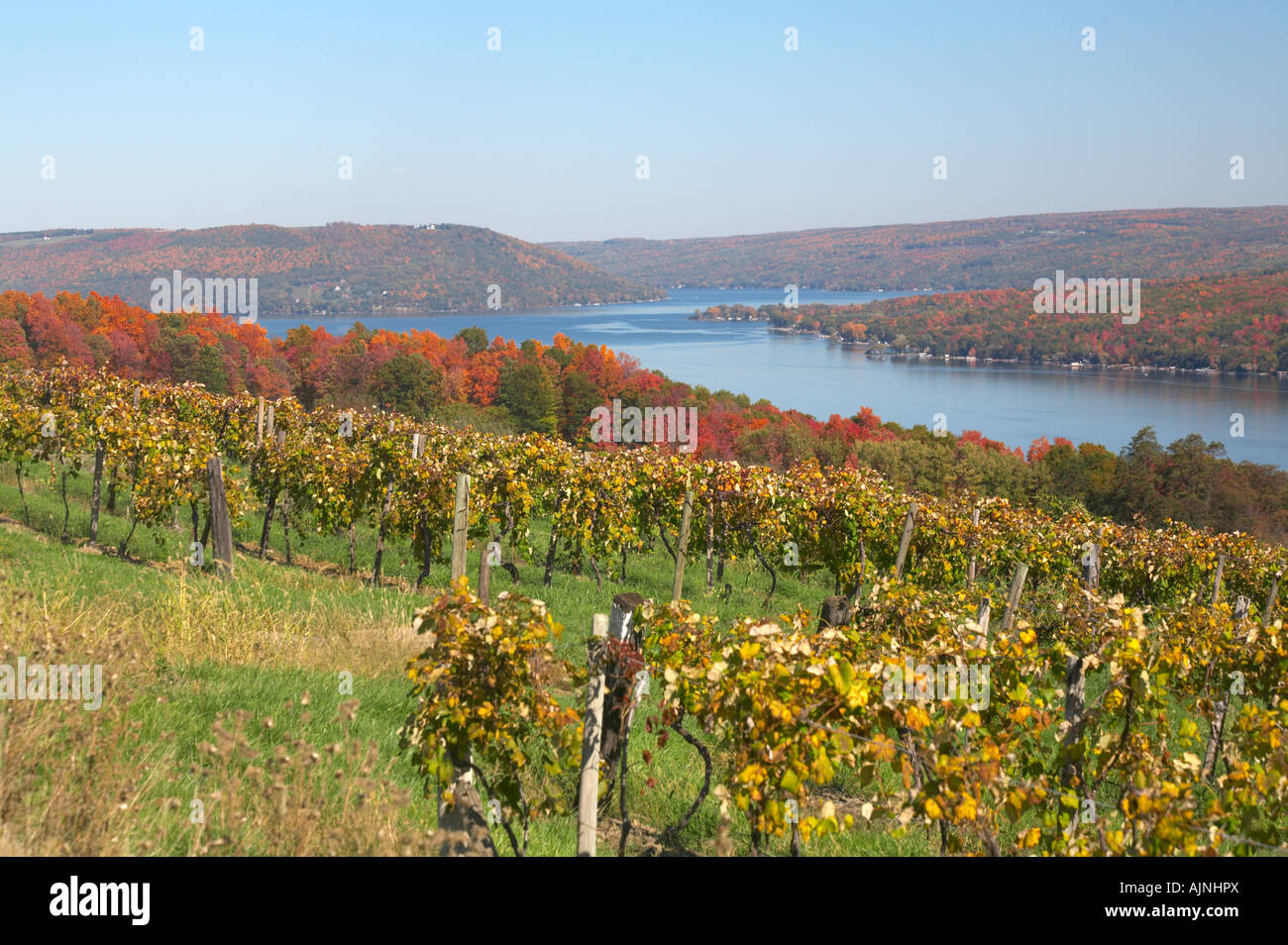 Grape vineyards in fall around Keuka Lake in the Finger Lakes Region of New York United States Stock Photo