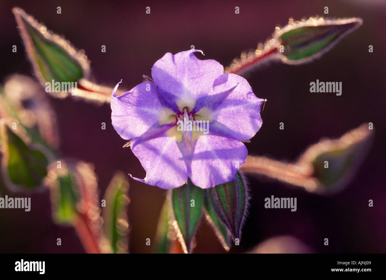 Rough Bluebell or Camel Bush Murchison District Western Australia Australia Horizontal Trichodesma zeylanicum Stock Photo