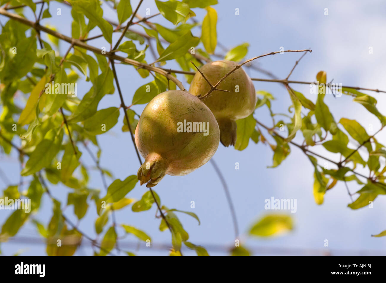 Pomegranate tree Punica granatum native to Asia cultivated for its fruit Stock Photo