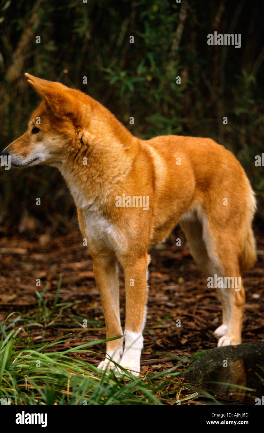 Dingo, Healesville Sanctuary, Melbourne Stock Photo