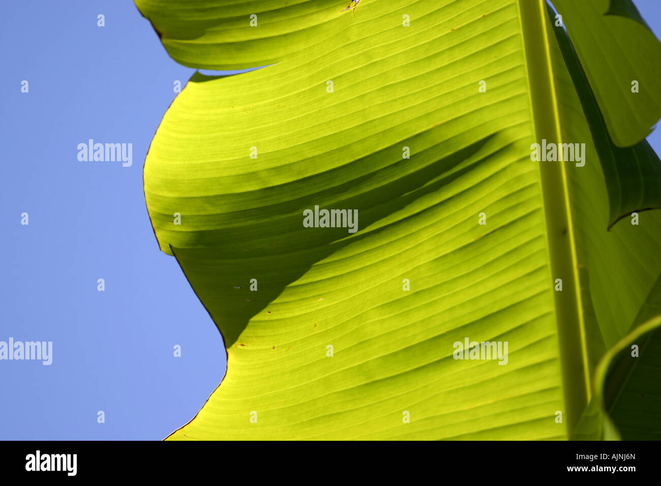 Bright green leaf Stock Photo - Alamy