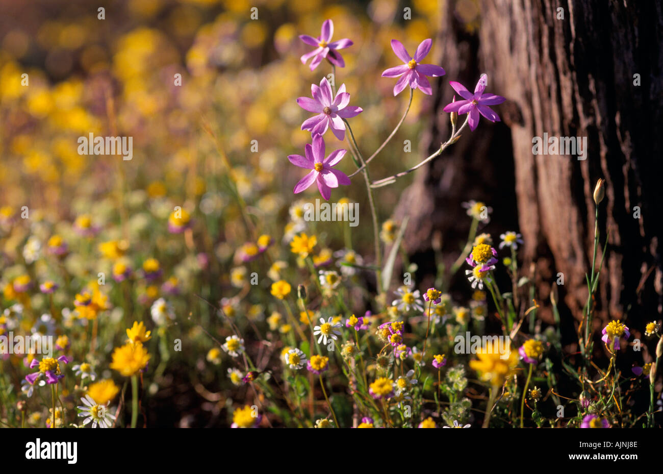 Wildflowers, Kalbarri National Park,  Murchison District,  Western Australia,  Horizontal, Stock Photo