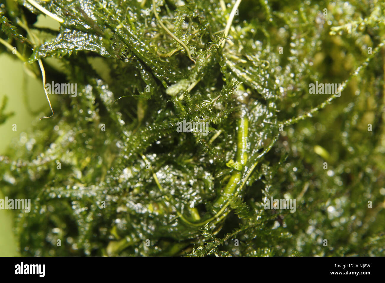 java moss Vesicularia dubyana Stock Photo