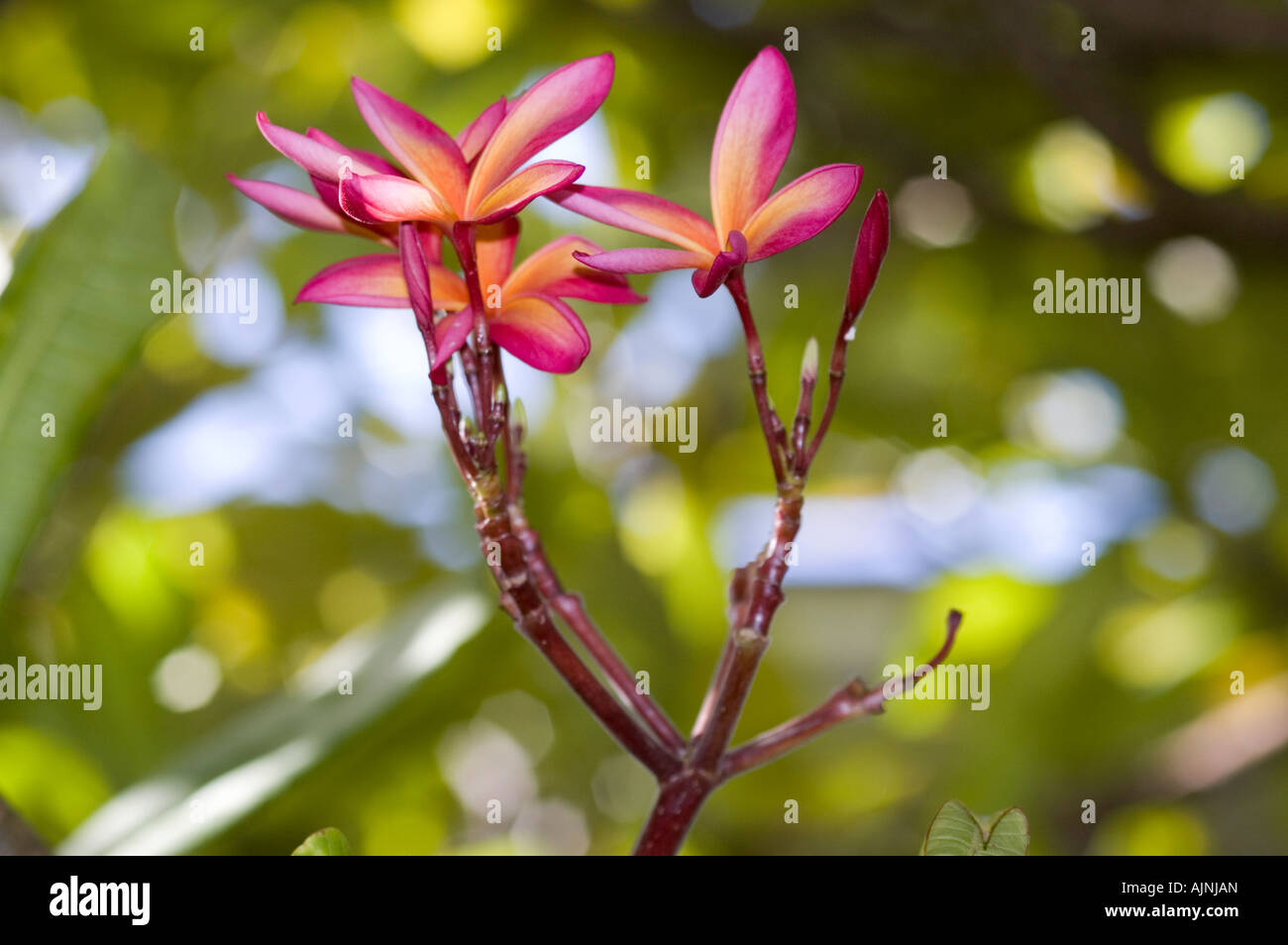Pink or Red Plumeria Genus var Frangipani flower from the Apocynaceae Family Stock Photo