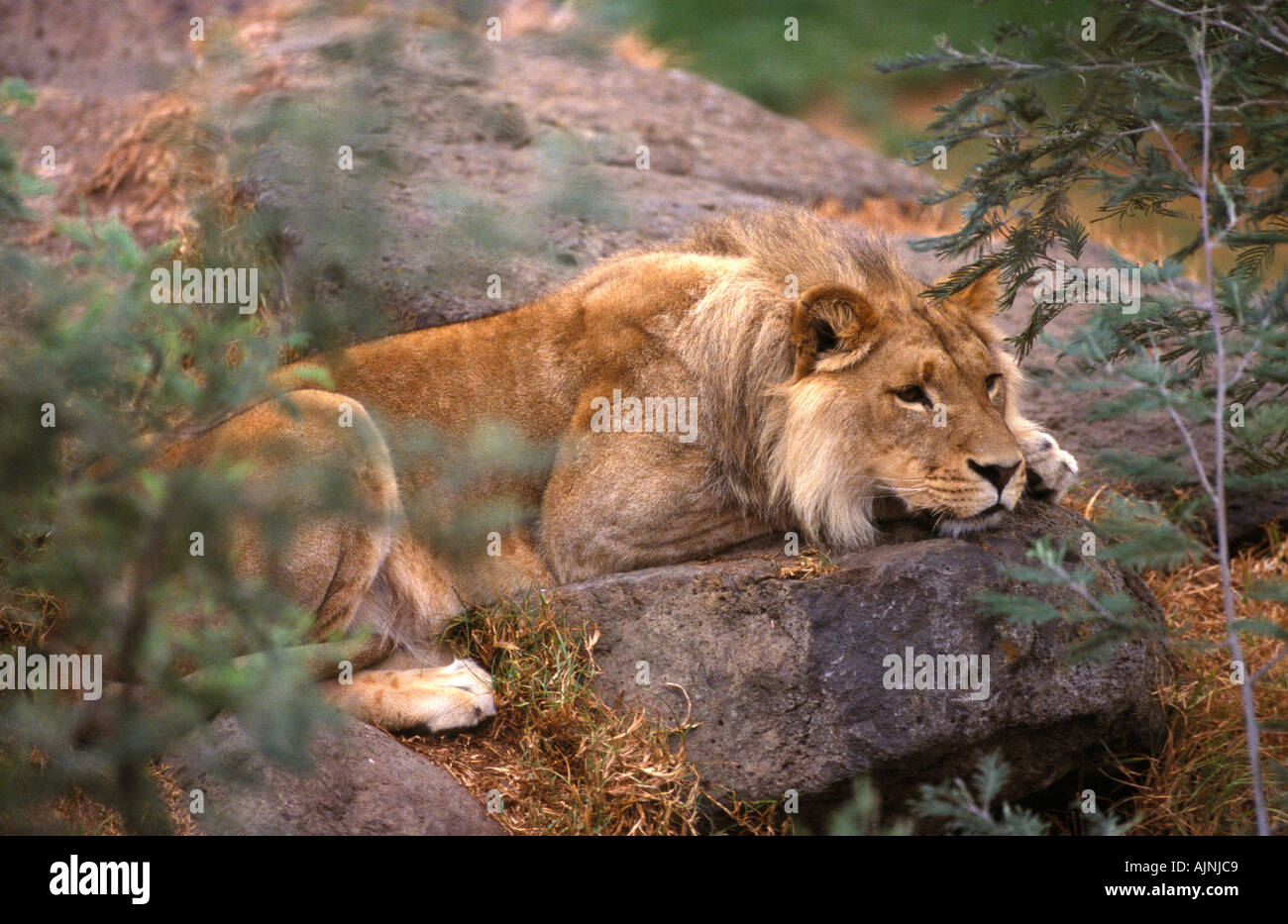 Zoo lion hi-res stock photography and images - Alamy