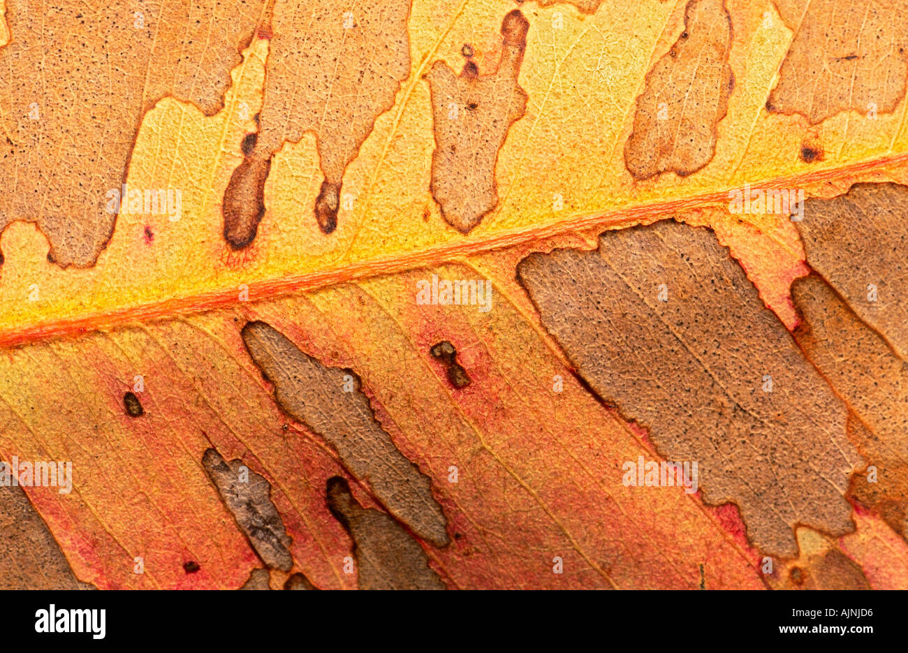 Eucalyptus leaf detail Stock Photo Alamy