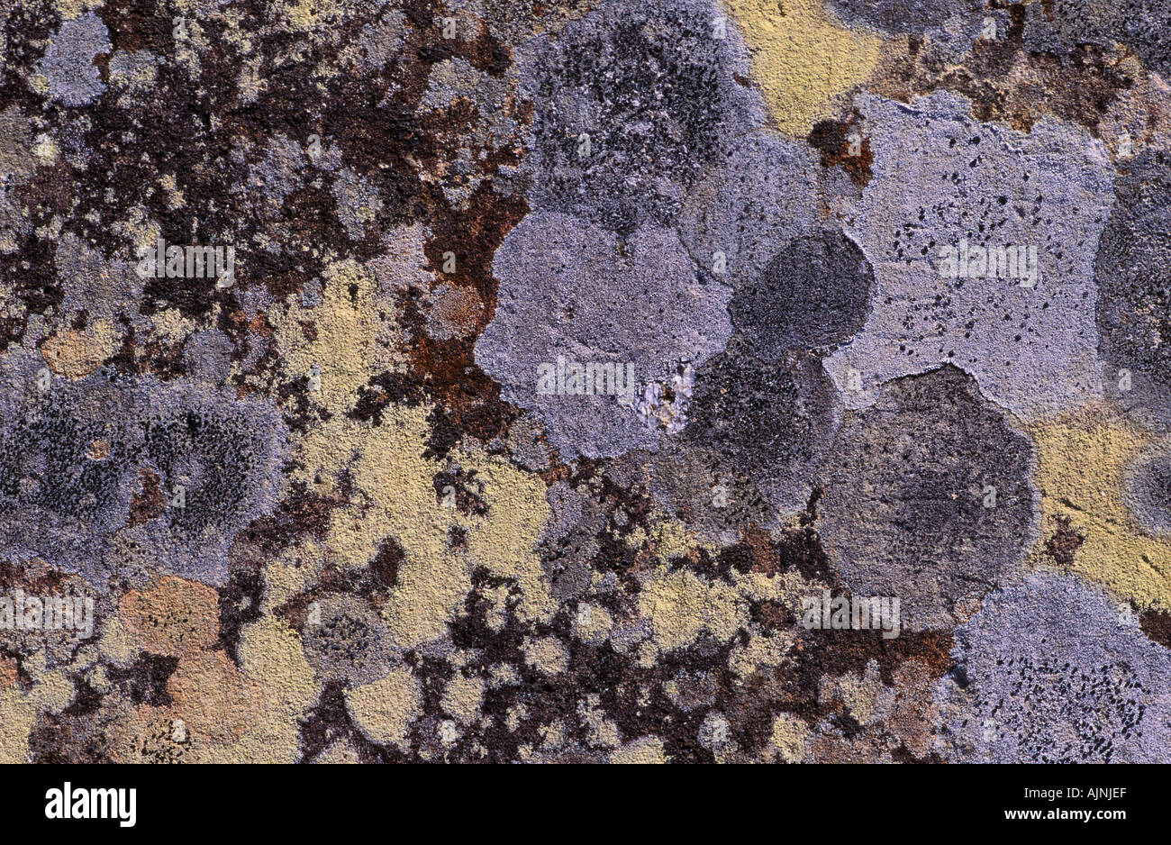 Lichen patterns on rock Stock Photo - Alamy