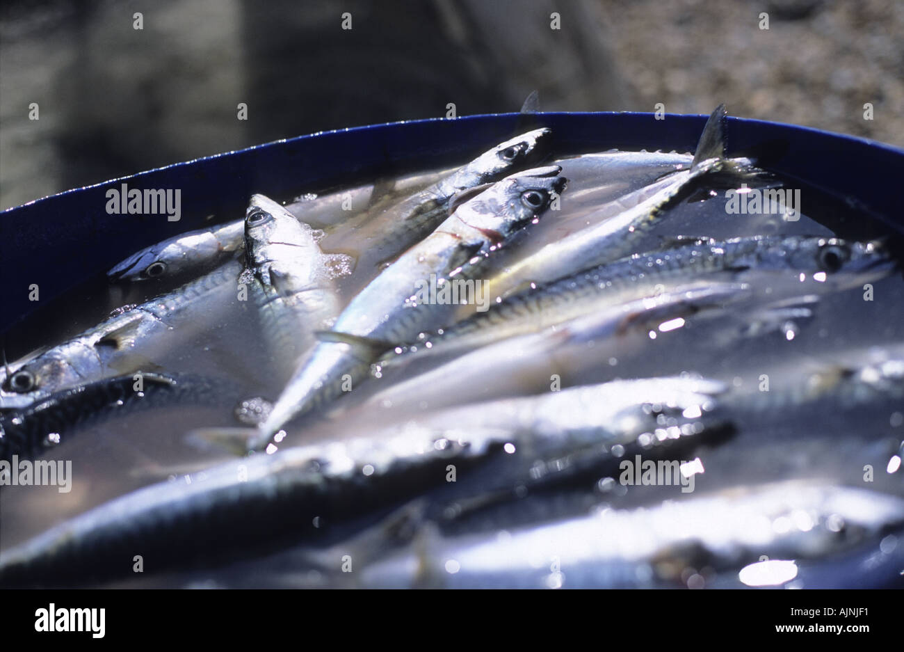Freshly caught mackerel at an MSC certified sustainable mackerel fishery Hastings England Stock Photo