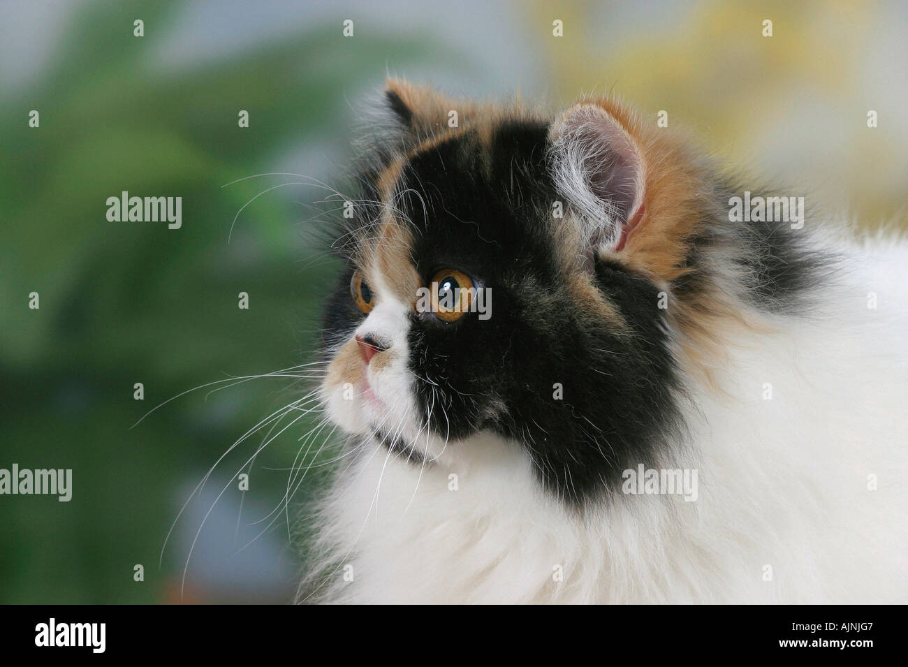 Persian Cat tortie white harlequin Stock Photo Alamy