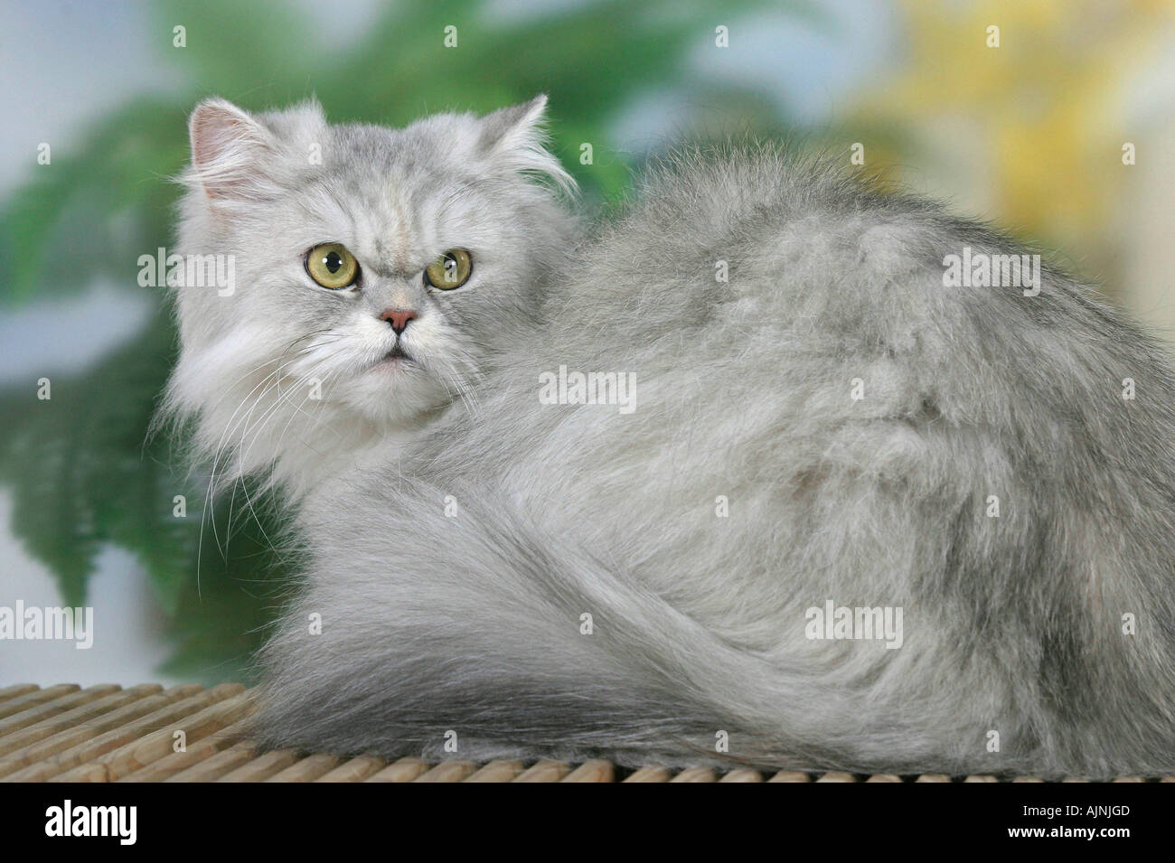 Shaded silver persian cat hi-res stock photography and images - Alamy