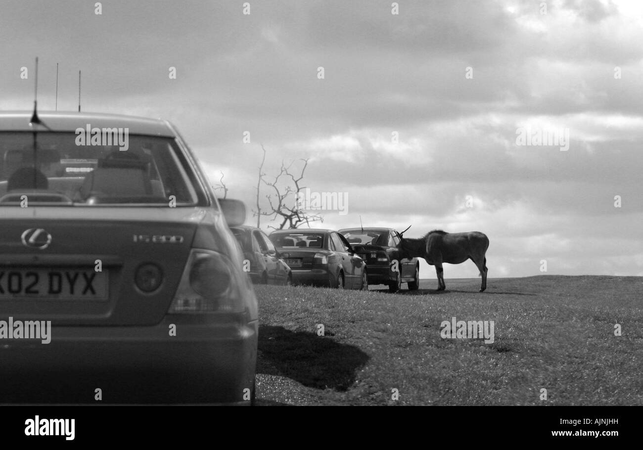Traffic jam Black and White Stock Photos & Images - Alamy