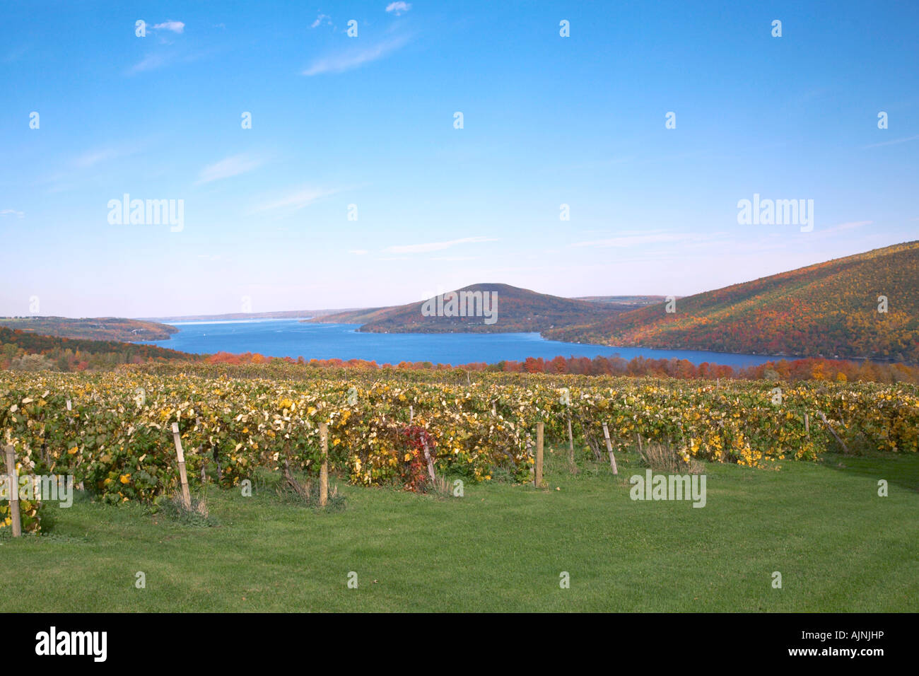 Grape vineyards in the fall on Canadaigua Lake Finger Lakes New York United States Stock Photo