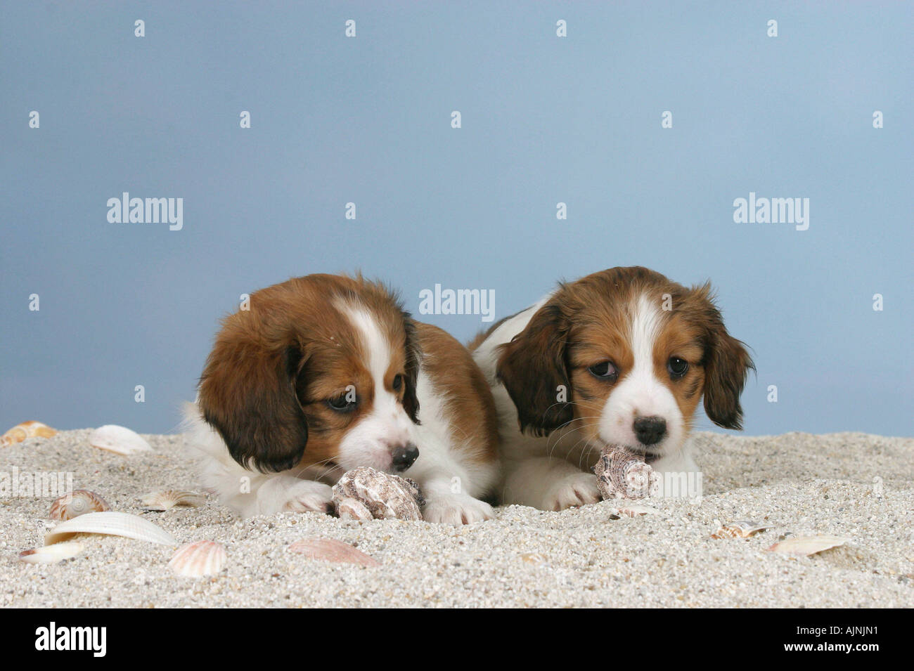 Small Dutch Waterfowl Dog puppies 6 weeks Kooikerhondje Stock Photo