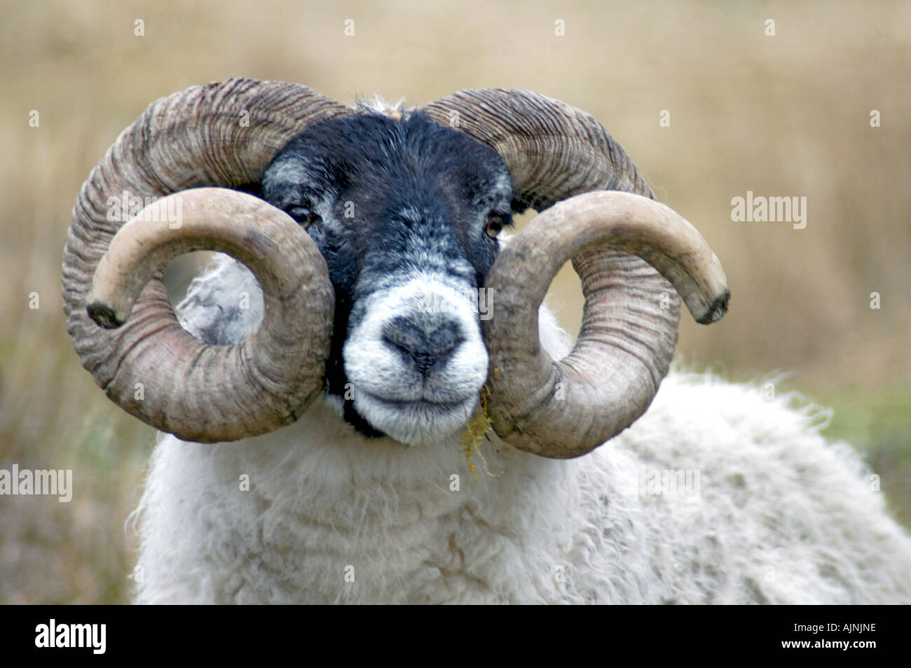 Ram curly horn hi-res stock photography and images - Alamy