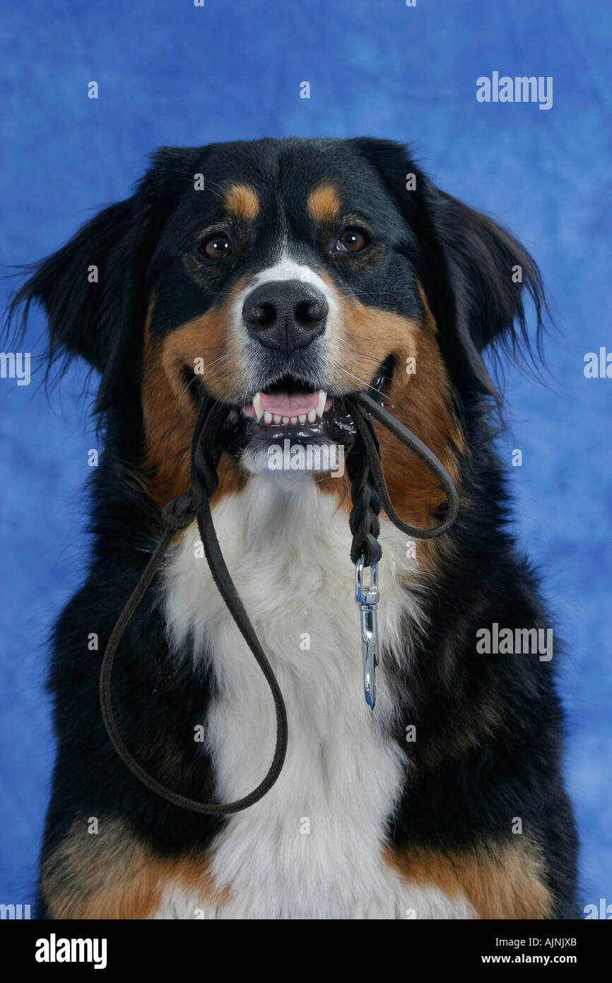 bernese mountain dog harness
