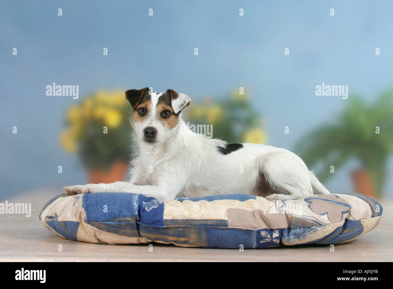 Jack Russell Terrier on cushion Jack Russell Terrier auf Kissen freistellbar Stock Photo