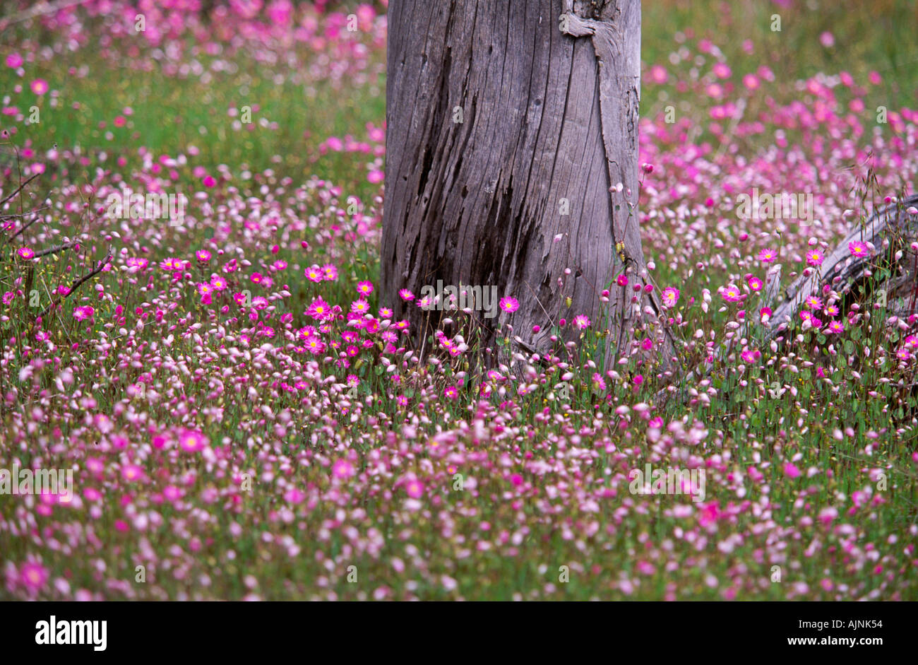 carpet of spring wildflowers, Australia Stock Photo
