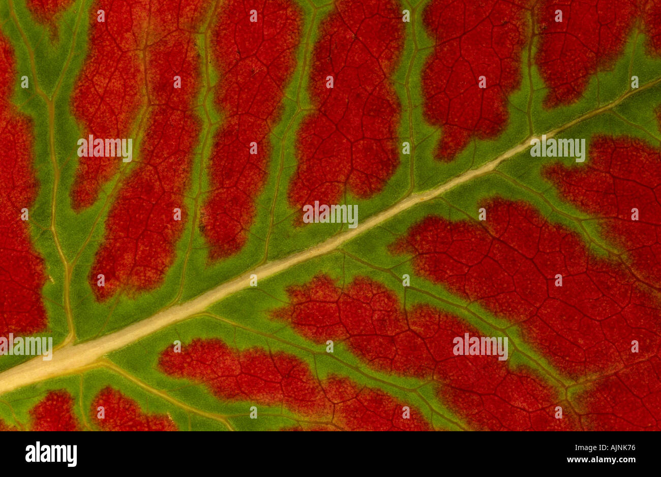 Underside leaf hi-res stock photography and images - Alamy