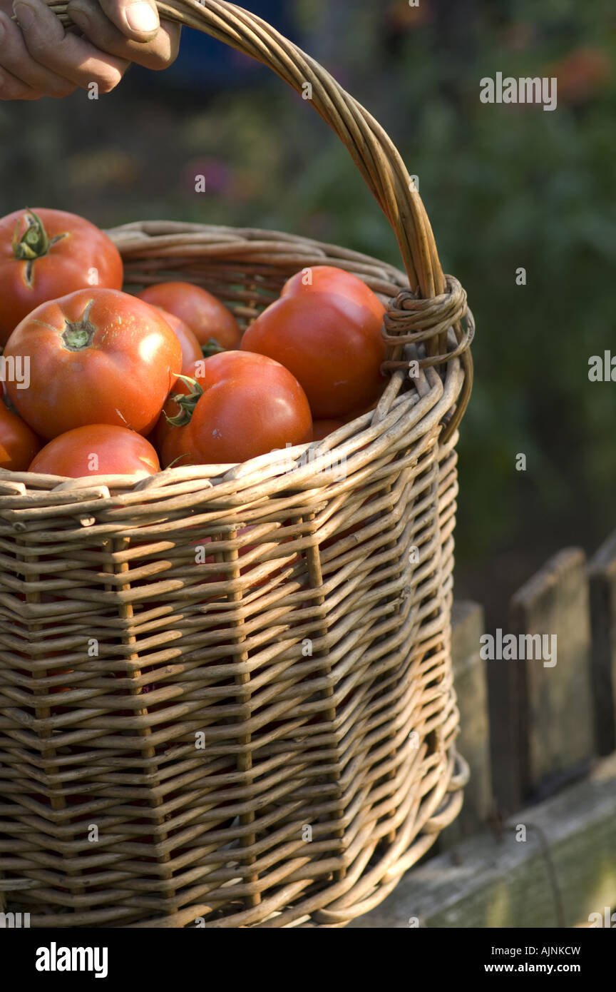 Basket Tomatoes Field High Resolution Stock Photography and Images Alamy