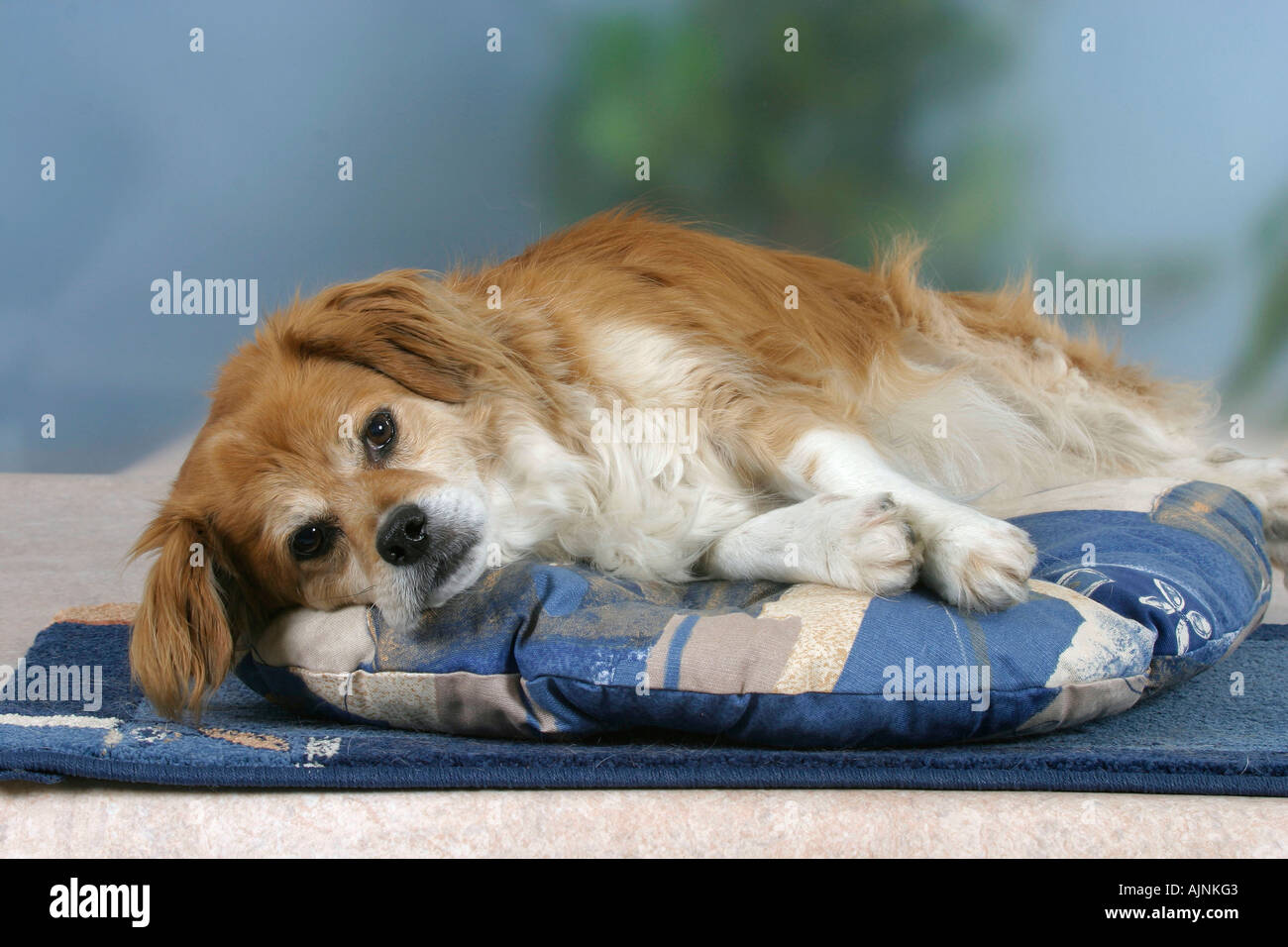 Mixed Breed Dog on cushion Mischlingshund auf Kissen Stock Photo