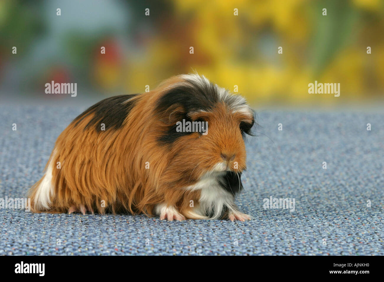 Guinea Pig black red white Meerschweinchen schwarz rot