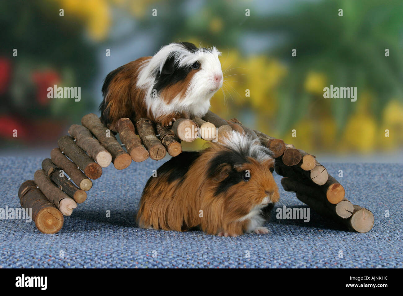 Guinea Pigs Meerschweinchen freistellbar Stock Photo