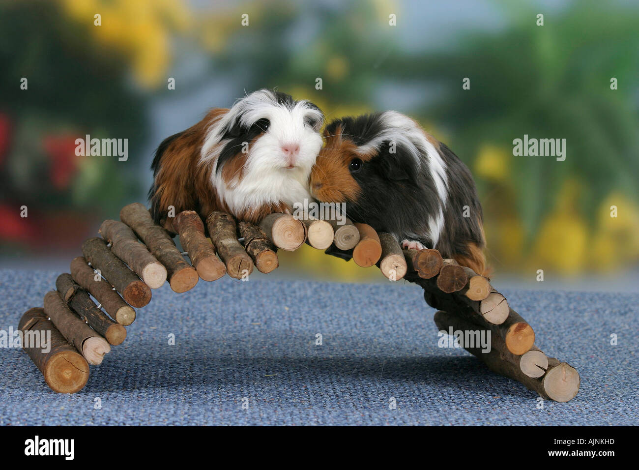 Guinea Pigs Meerschweinchen freistellbar Stock Photo