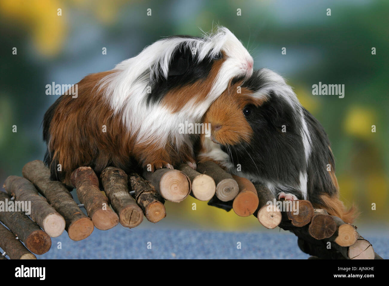 Guinea Pigs Meerschweinchen Stock Photo Alamy