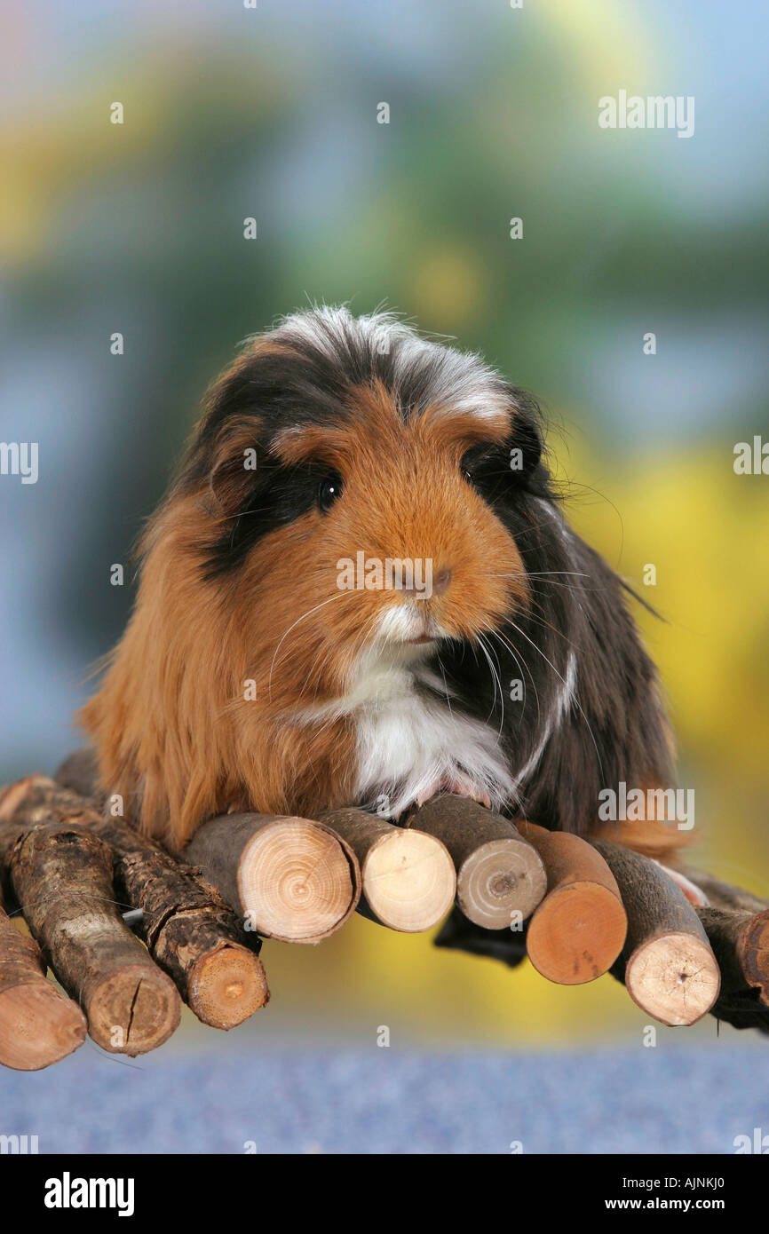 Guinea Pig black red white Meerschweinchen schwarz rot