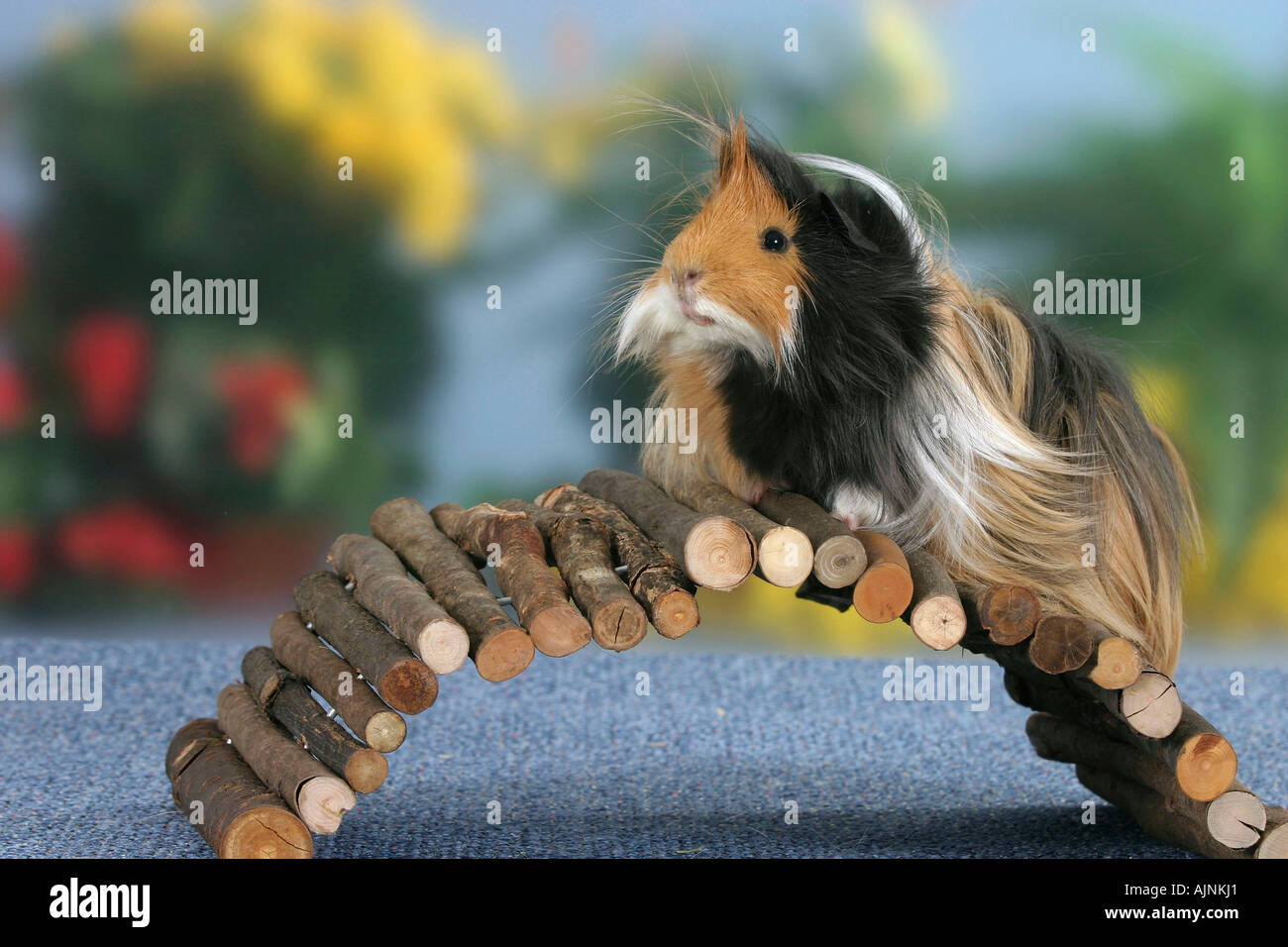 Peruvian Guinea Pig chocolate buff white Peruaner Meerschweinchen