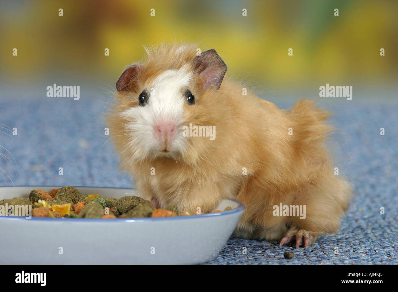 Abyssinian guinea pig clearance food