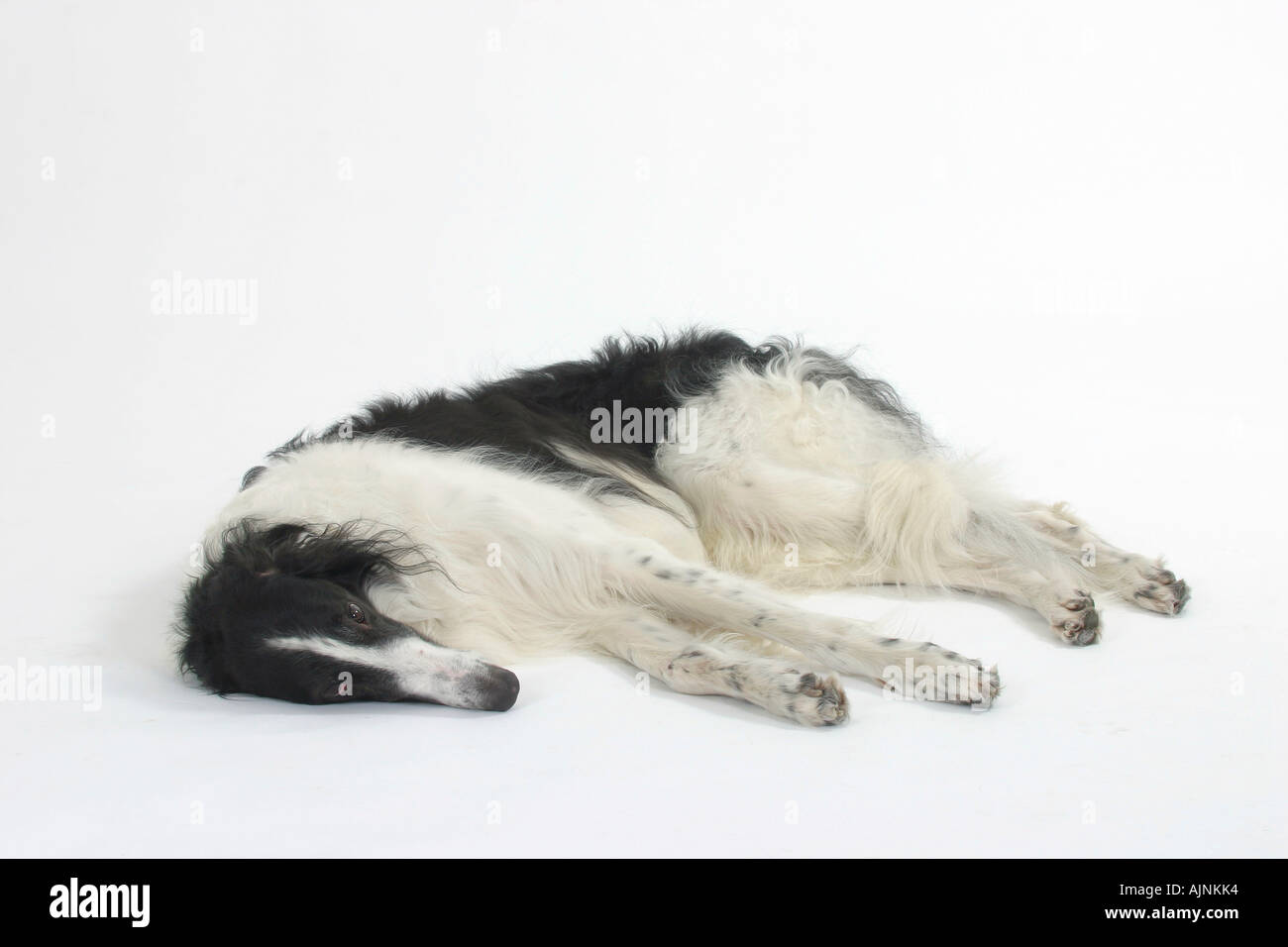 Borzoi Russian Wolfhound Barsoi Russischer Windhund Stock Photo