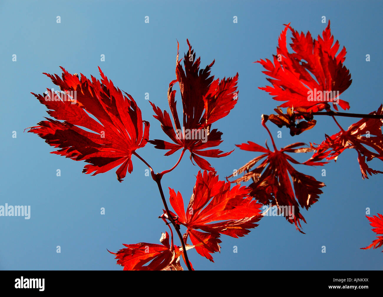 Japanese Maple tree leaves against blue sky Stock Photo - Alamy