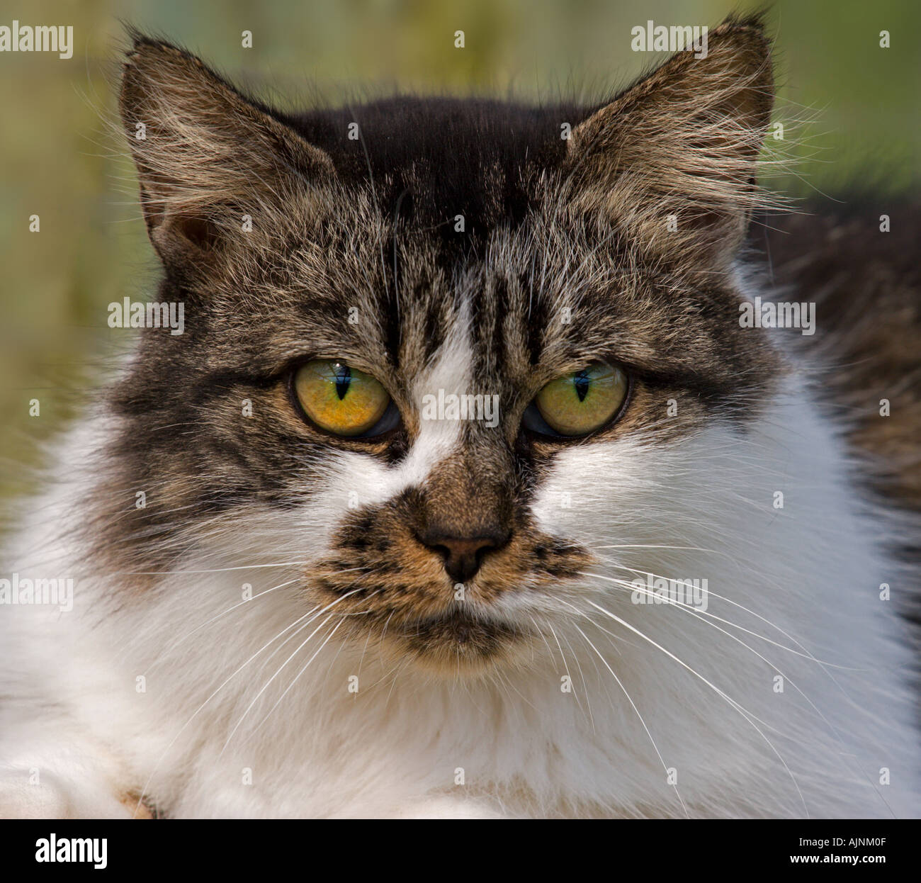 Close up portrait cat hi-res stock photography and images - Alamy