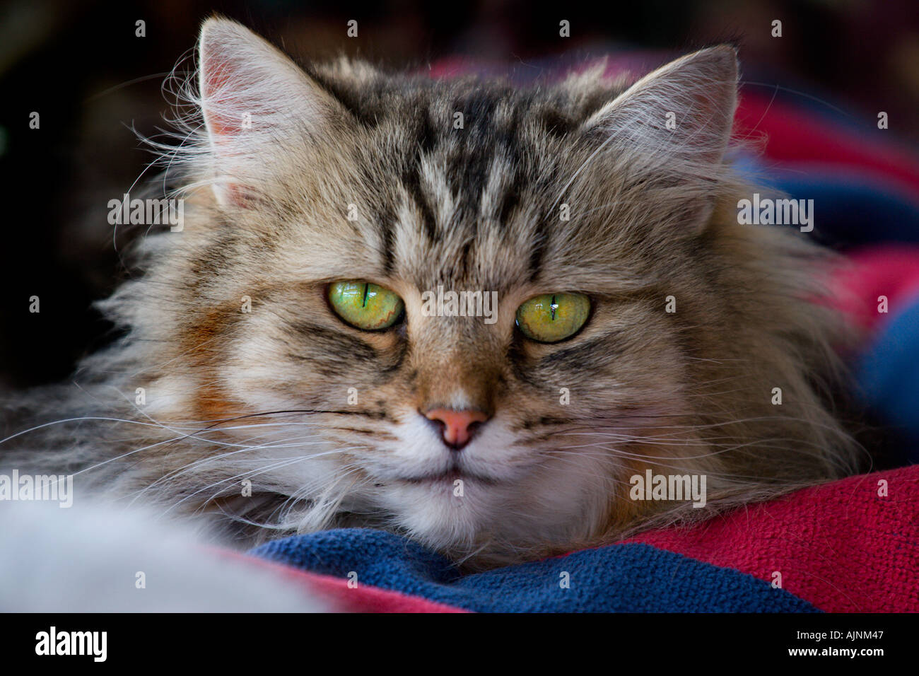 Long haired cat face hi-res stock photography and images - Alamy