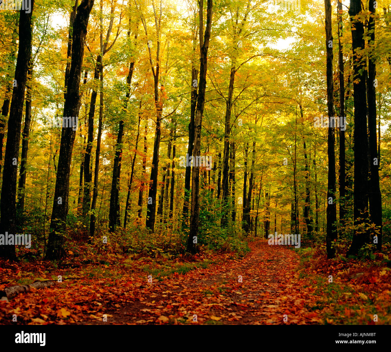 Trees with autumn leaves in the forest Stock Photo - Alamy