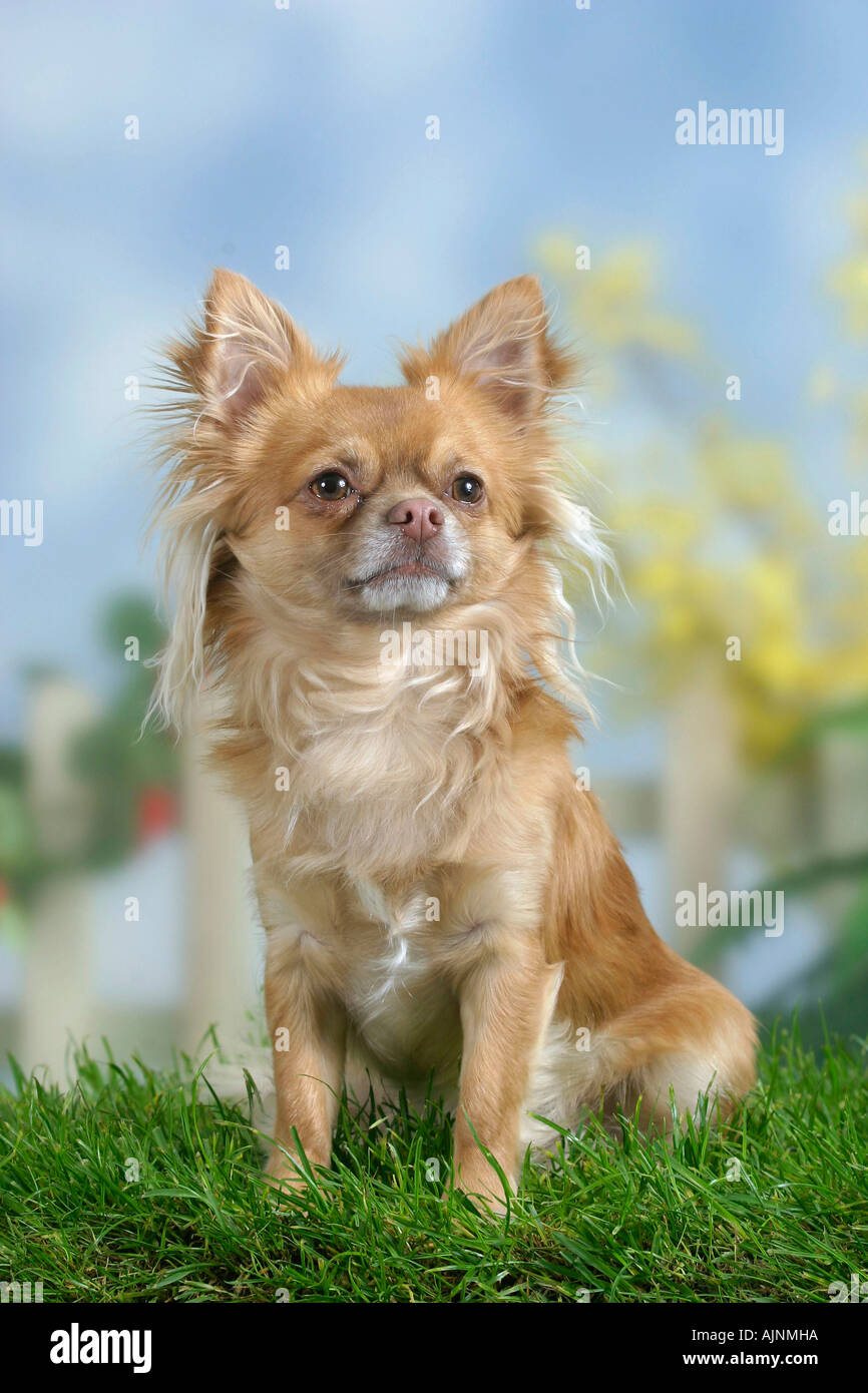 Chihuahua long haired Chihuahua langhaarig Stock Photo Alamy