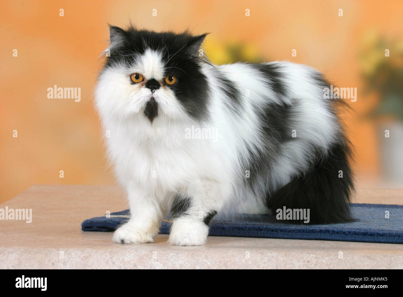 black and white persian cats