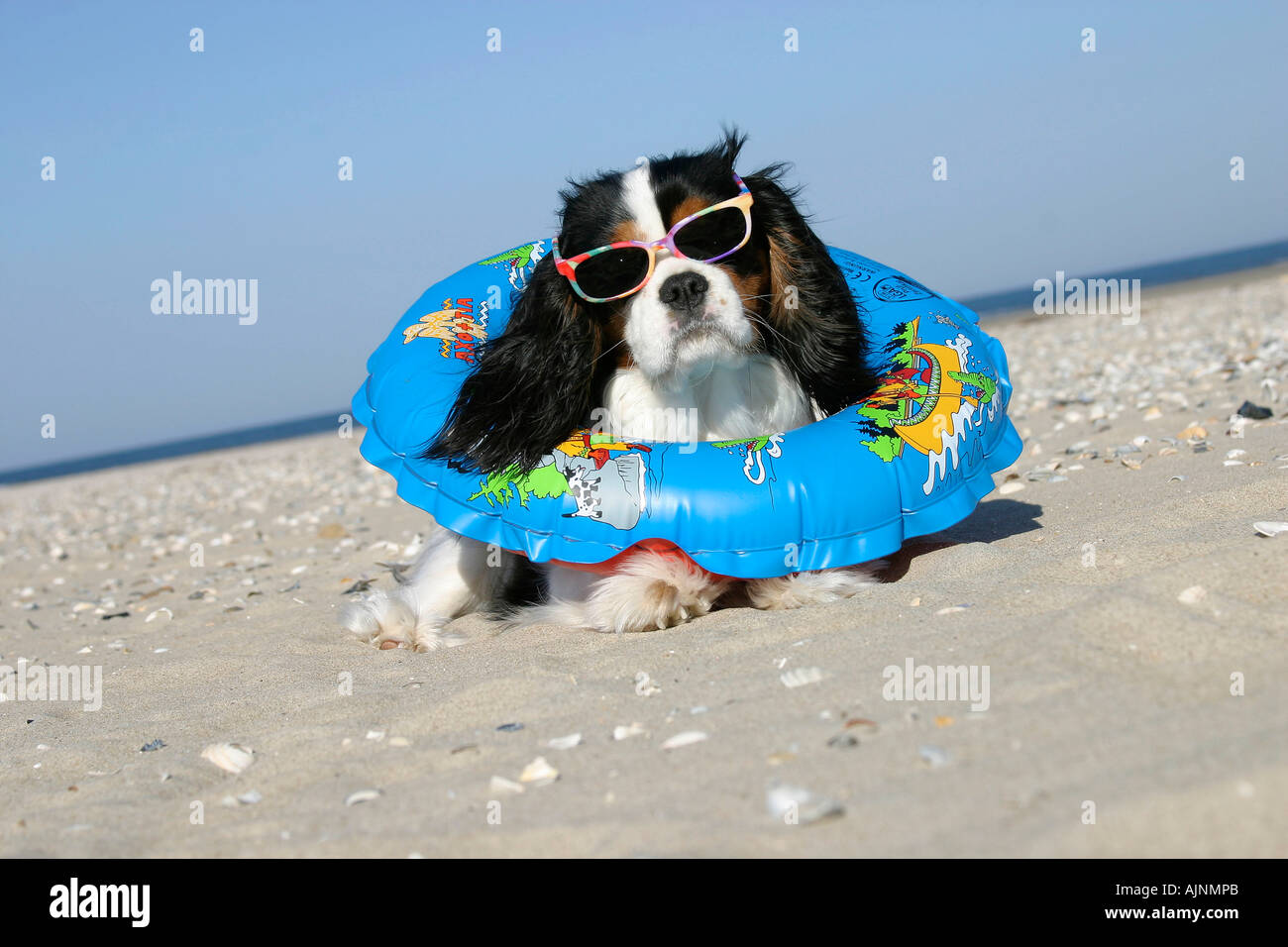 Cavalier King Charles Spaniel tricolor with swimming belt and sun