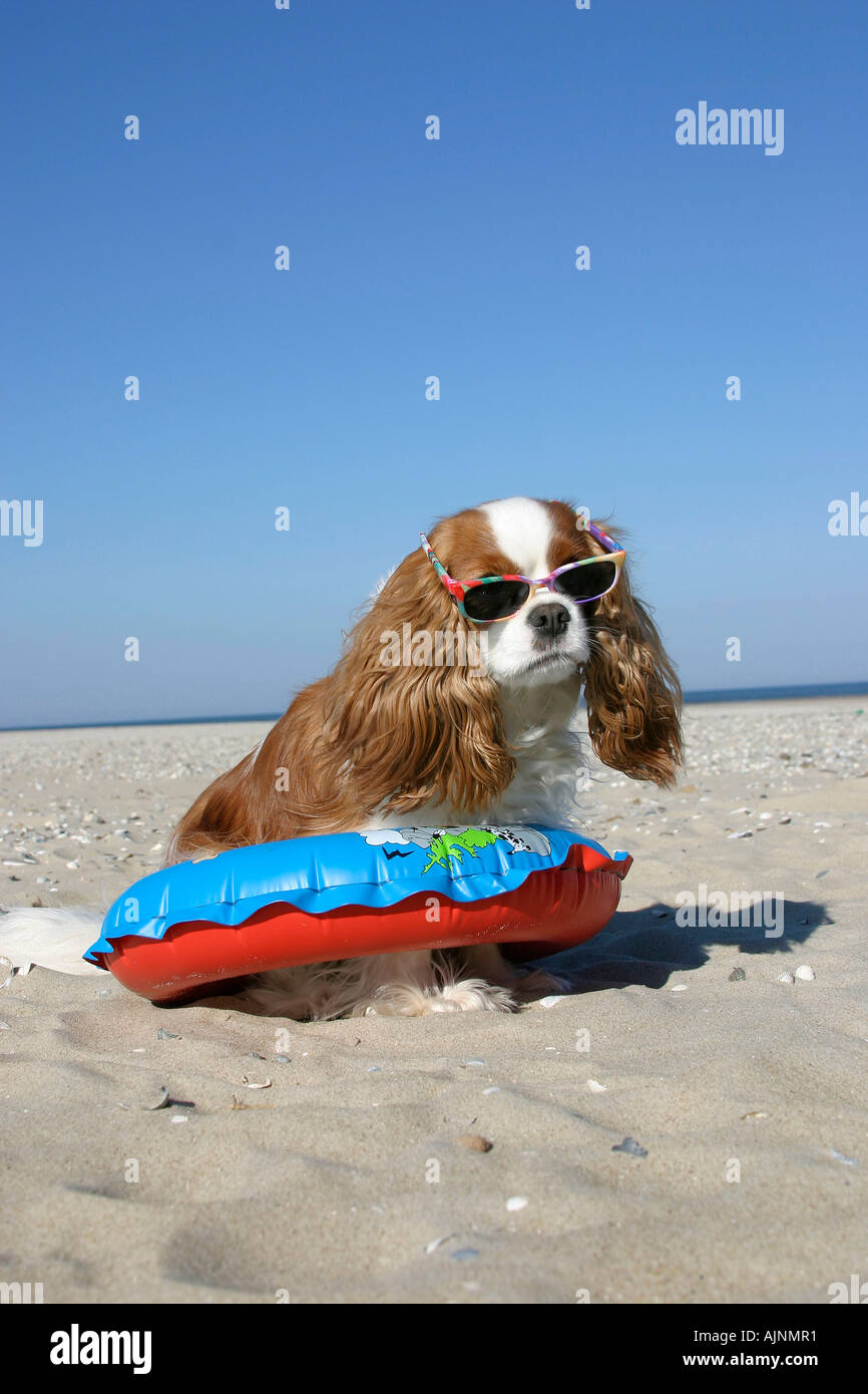 Cavalier King Charles Spaniel Blenheim with swimming belt and sun
