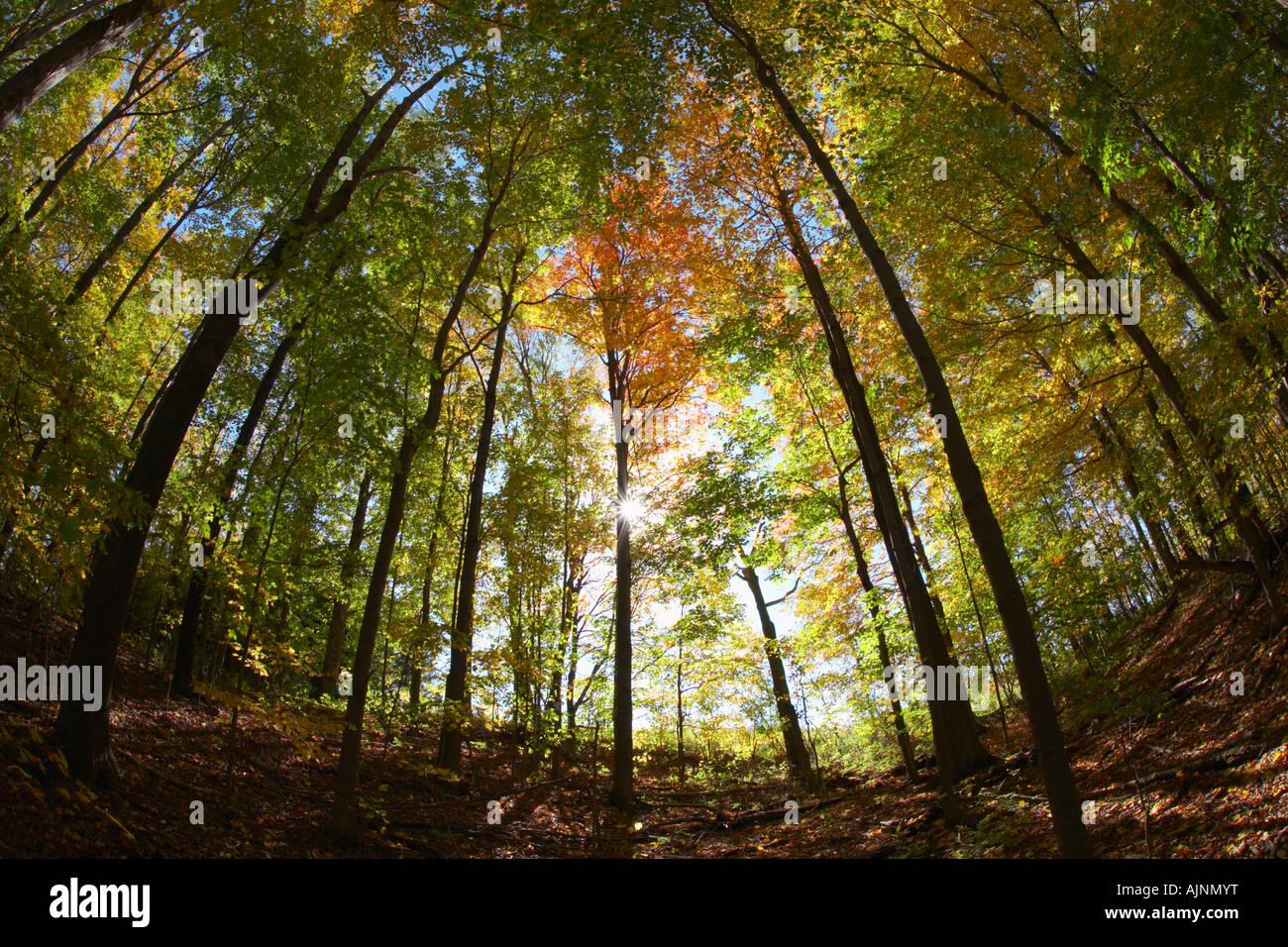 Fisheye view of fall woods in upstate New York State United States Stock Photo