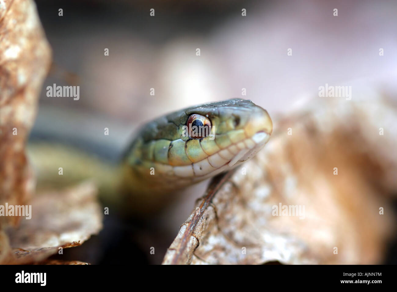 snake close up Stock Photo
