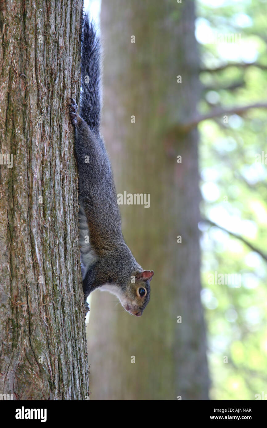 squirrel climbing down a tree Stock Photo Alamy