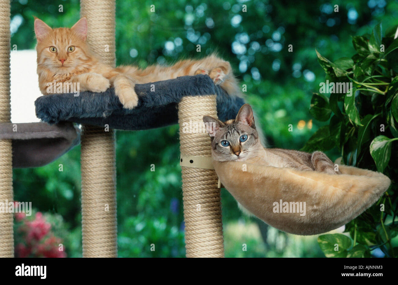 Norwegian Forest Cat And Oriental Shorthair Cat Stock Photo