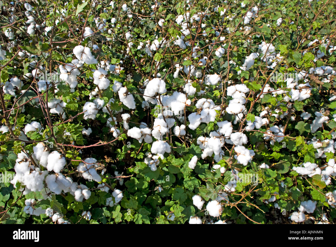Cotton lint hires stock photography and images Alamy
