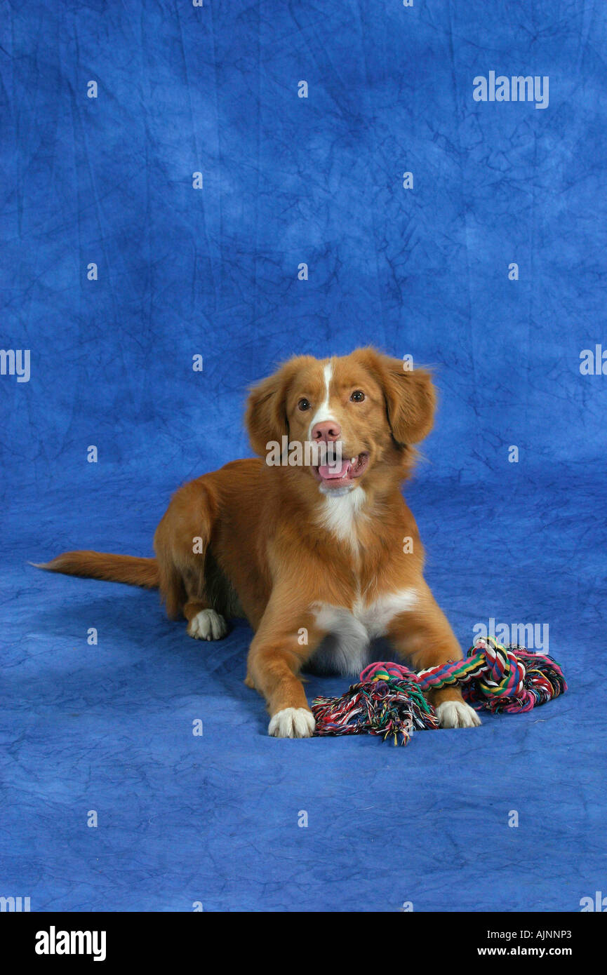 Duck toy retriever online