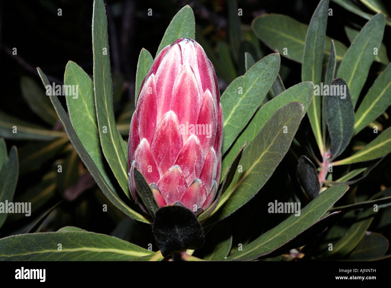 Protea/Sugarbush- Protea repens Stock Photo