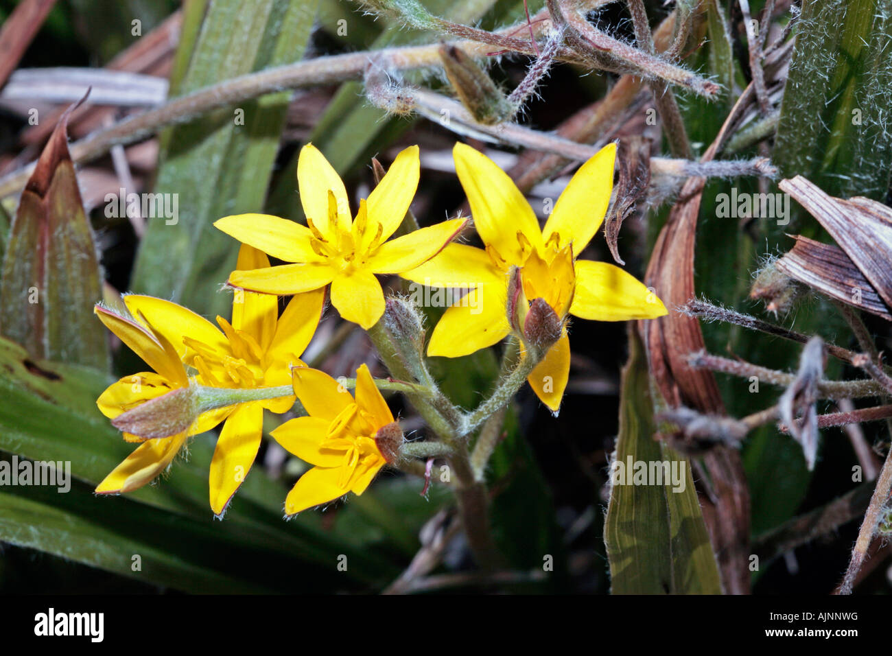 Stargrass Flowers/Star-Flowers - Hypoxis longifolia Stock Photo