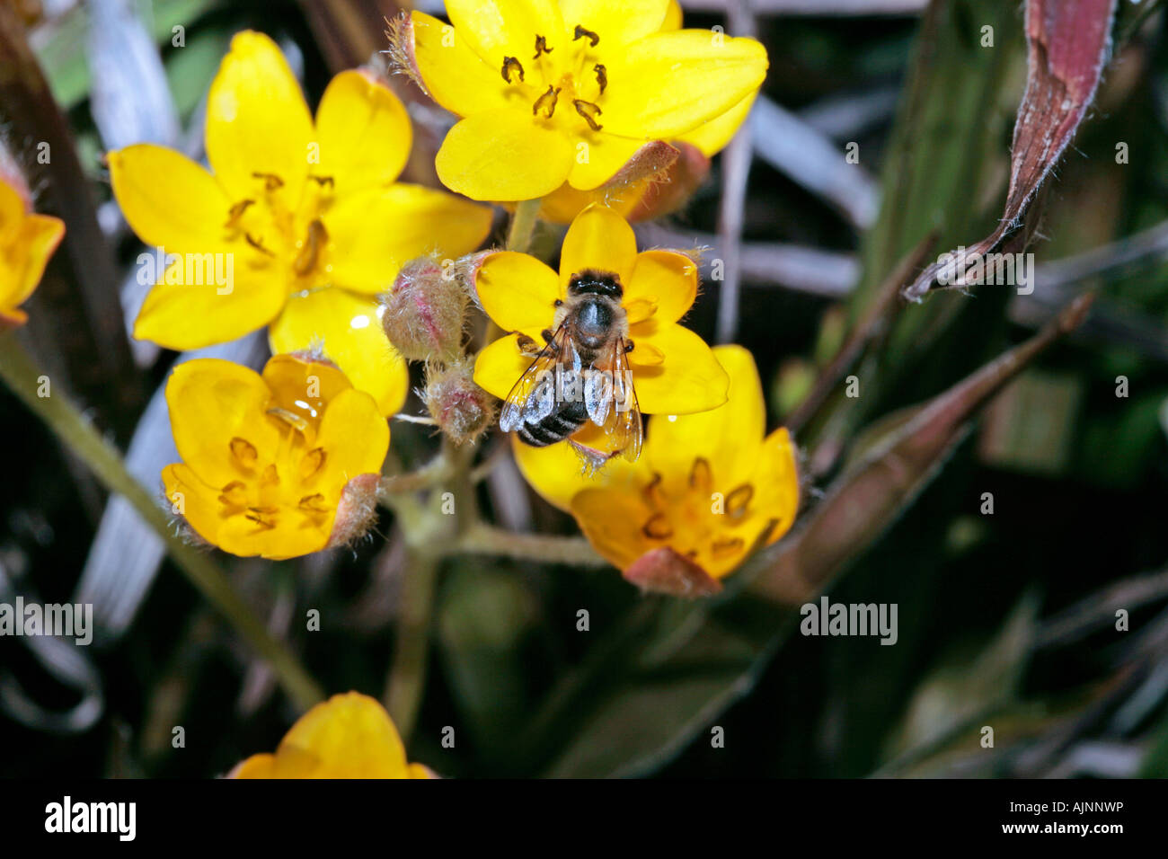 Stargrass Flowers/Star-Flowers and Honey Bee- Hypoxis longifolia and Apis mellifera Stock Photo