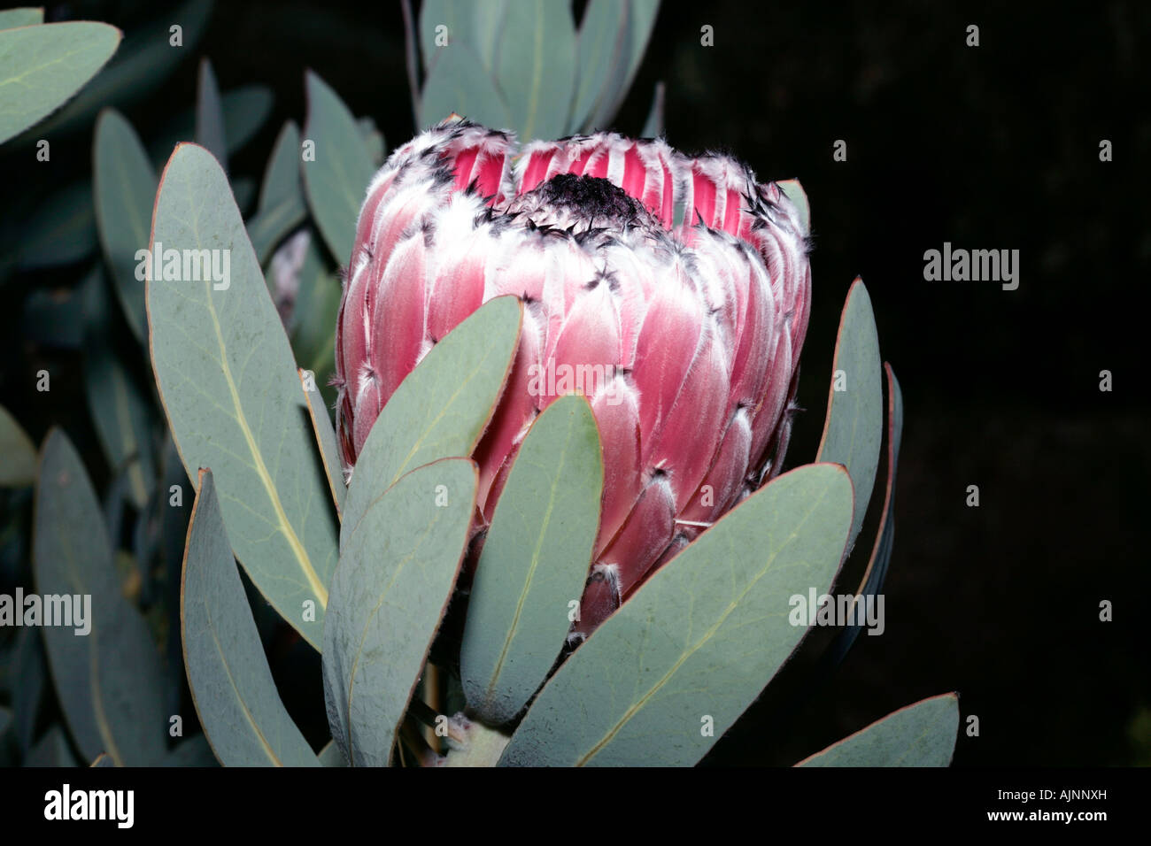 Oleander-leaved Protea/ Long leaved Sugarbush - Protea neriifolia -Family Proteaceae Stock Photo